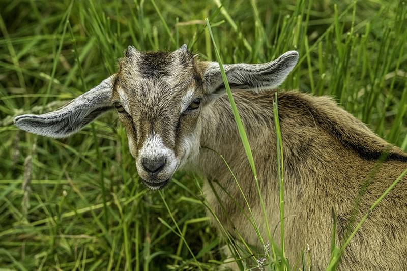 Młoda kózka po koźle anglonubijskim