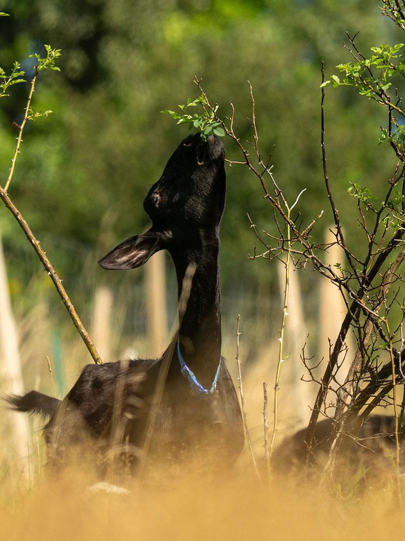 sprawne objadanie dzikiej rózy przez kozę