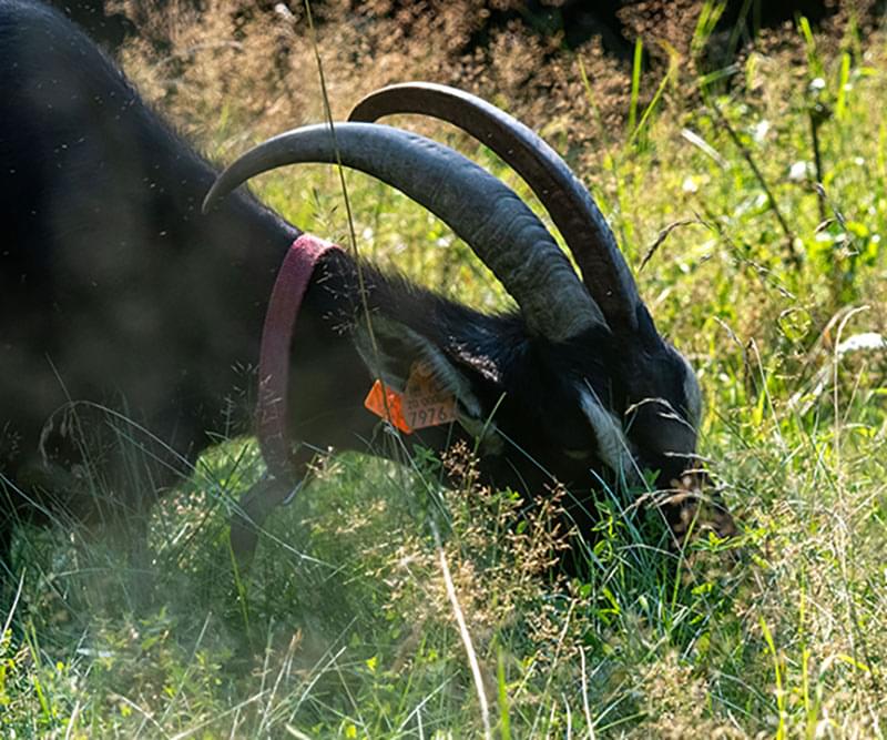 koza doskonale wyszukuje smaczne zioła w trawie