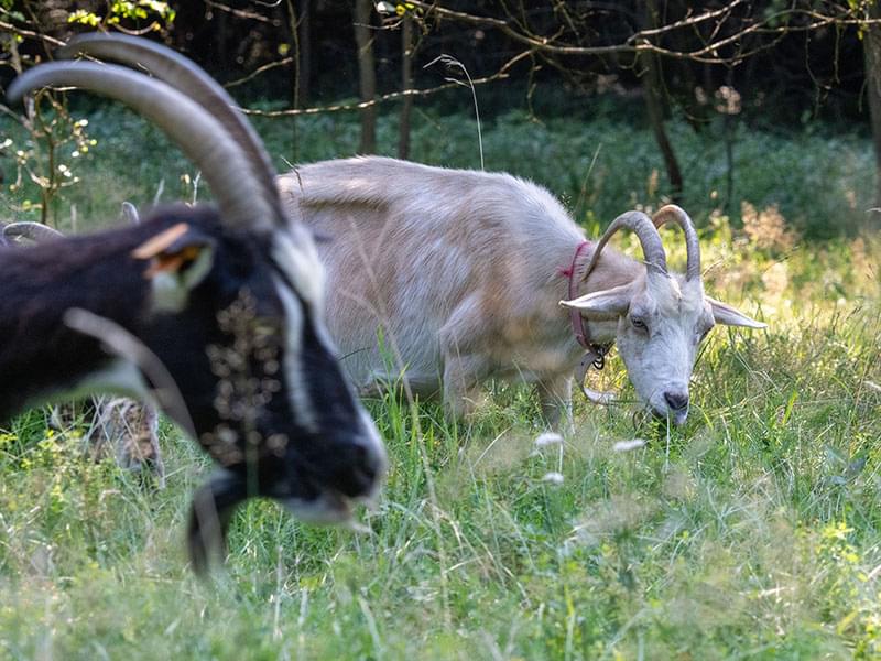 biała kózka latem zawsze lekko ciemnieje