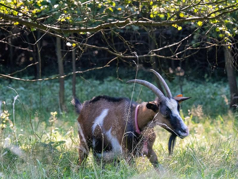 koza w typie alpejskiej - rodzynek w stadzie