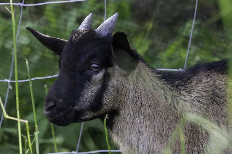 młody koziołek pozuje
