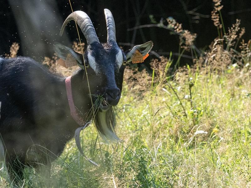 najstarsza pannica w stadzie